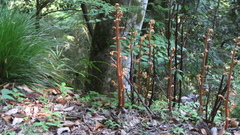 Cyrtosia septentrionalis, photograph (c) yajapin, some rights reserved (CC BY)