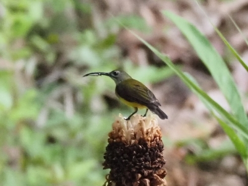 Little Spiderhunter