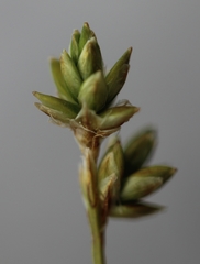 Carex tenuiflora
