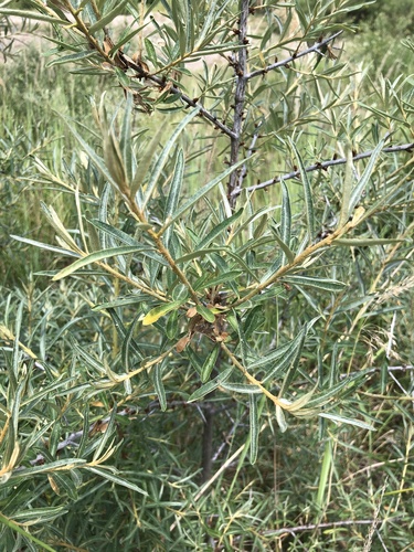 Sea-buckthorn