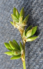 Carex tenuiflora
