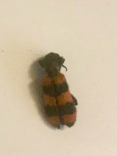 Bee-eating Beetle