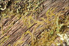 Lophocolea semiteres