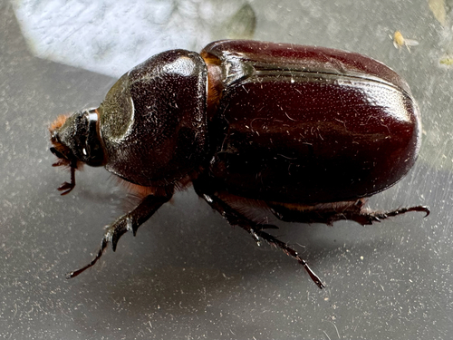 European Rhinoceros Beetle