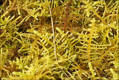 Thuidiopsis sparsa