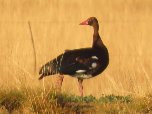iNaturalist image