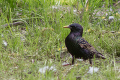 Sturnus vulgaris