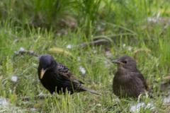 Sturnus vulgaris