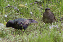 Sturnus vulgaris