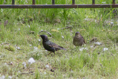 Sturnus vulgaris