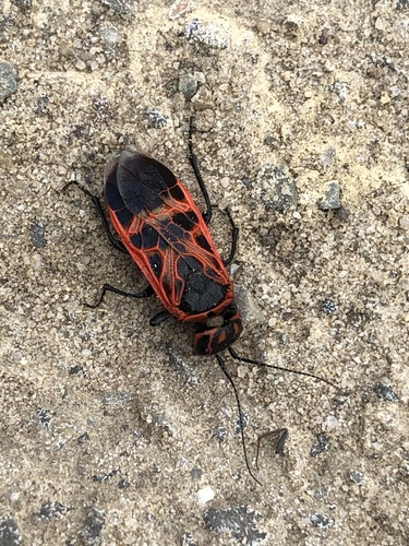Caenolyda reticulata
