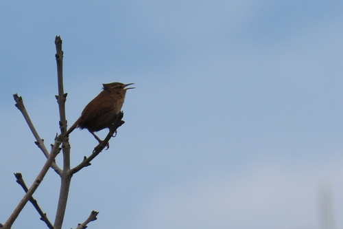 Eurasian Wren