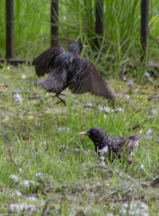 Sturnus vulgaris
