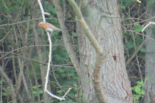 European Robin
