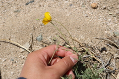 Eschscholzia androuxii
