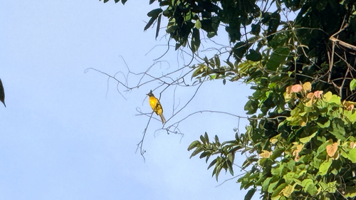 Black-crested Bulbul