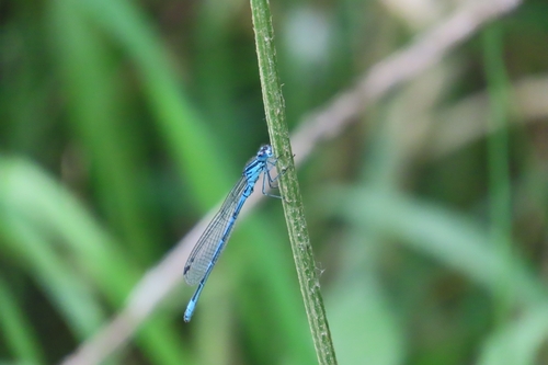 Azure Damselfly