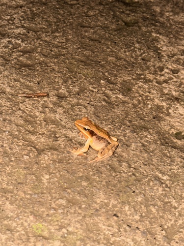 Brilliant Forest Frog