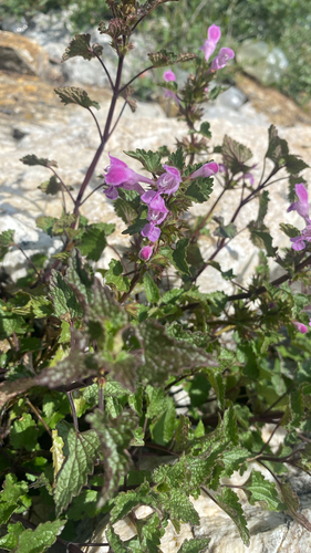 Monte Gargano Dead-nettle
