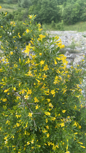 Wild Jasmine