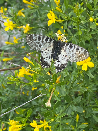 Eastern Festoon