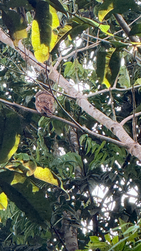 Asian Barred Owlet
