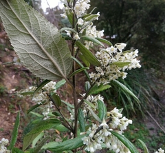 Asterotrichion discolor