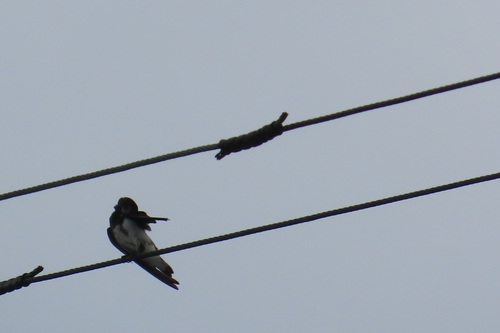 Bank Swallow
