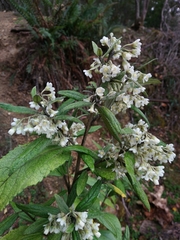 Asterotrichion discolor