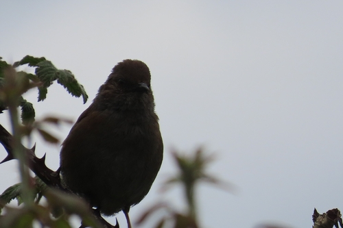 Dunnock