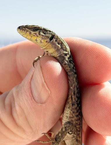 Erhard's Wall Lizard