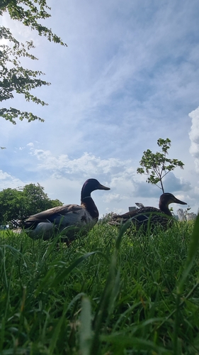 Mallard