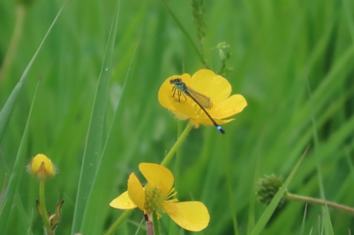 Blue-tailed Damselfly