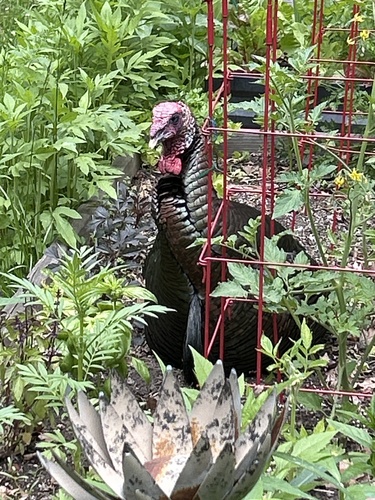 Narragansett Turkey