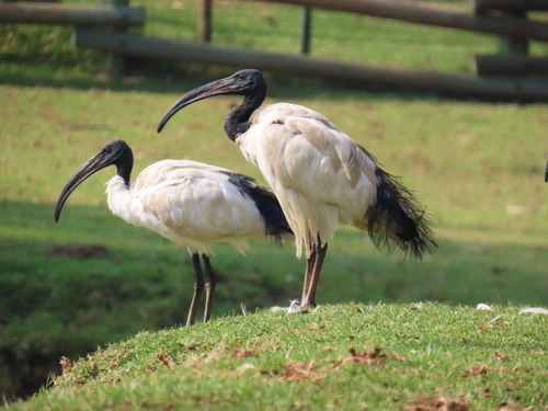 iNaturalist image