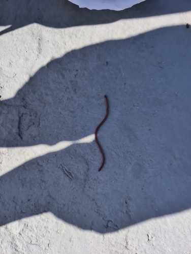 Eurasian Blind Snake