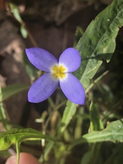 Houstonia caerulea