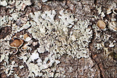 Austroparmelina conlabrosa