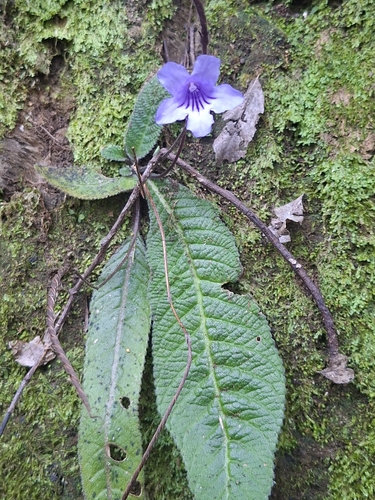 Wild Gloxinia
