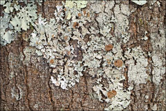 Austroparmelina pseudorelicina