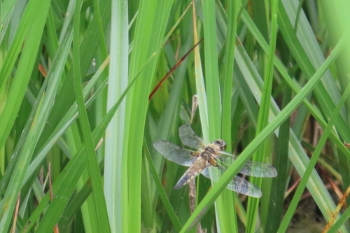 Four-spotted Skimmer