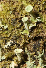 Cladonia humilis