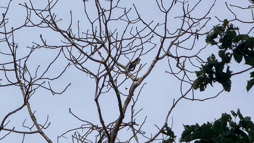 Greater Racket-tailed Drongo
