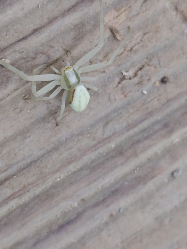 Goldenrod Crab Spider