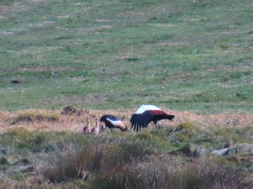 iNaturalist image