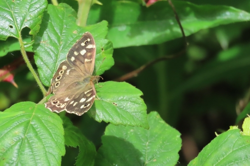 Speckled Wood
