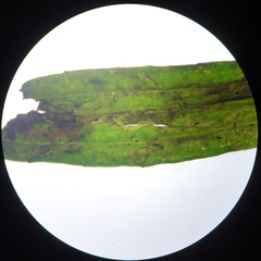 Phytomyza plantaginis