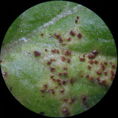 Puccinia lapsanae