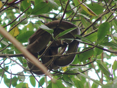 Corallus ruschenbergerii