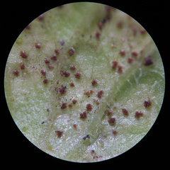 Puccinia lapsanae